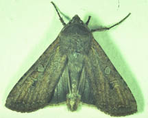 Miller moth