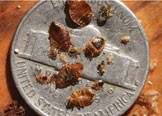 Various life stages and cast skins of bed bugs