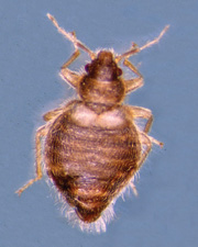 Figure 2: Hesperocimex coloradensis