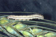 Wheat head armyworm