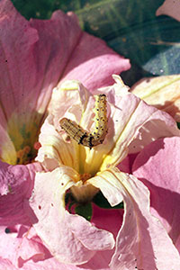 Tobacco budworm feeding on petunia blossoms