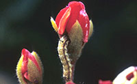 Tobacco budworm tunneling geranium bud