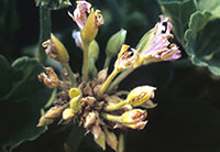 Figure 4. Cluster of geranium buds damagedby tobacco budworm.