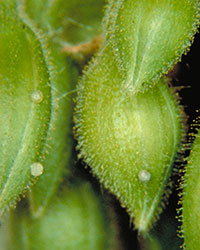 Figure 5. Eggs of tobacco budworm attachedto geranium flower buds.