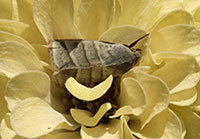 Figure 6. Adult tobacco budworm resting on zinnia flower.