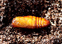 Figure 7. Pupa of geranium budworm, exposed from the soil.