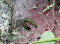 Uglynest caterpillar