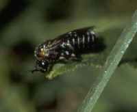 Brownheaded ash sawfly