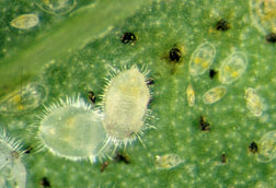 Greenhouse whitefly, hatched eggs and nymphs