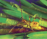 Conifer seed bug nymph