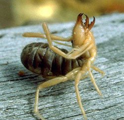 A windscorpion in a defensive posture. (Photograph courtesy of Eugene Nelson, Colorado State University)”