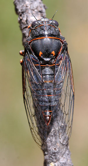 Okanagana bella, the mountain cicada.  