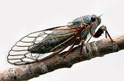 Putnam’s cicada.  