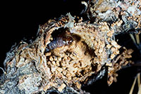 Caterpillar of the Zimmerman pine moth,