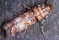 Zimmerman pine moth caterpillar feeding within a pine shoot.