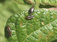 Palestriped flea beetle has a wide host range and can be found on many vegetable and flower crops.