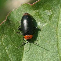 “Spinach flea beetles” are common on pigweeds and related weeds and only rarely damage garden vegetables.