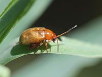A leafy spurge flea beetle.