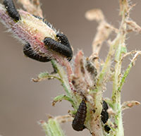 Apple flea beetle larvae develop on the leaves and flowers of evening primrose.