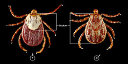 Adult female and male of the Rocky Mountain wood tick. 