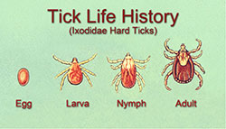 Life stages of a hard tick (Ixodidae). 