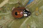 Twospotted lady beetle