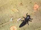 Young lady beetle larva
