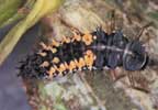 Multi-colored Asian lady beetle larva