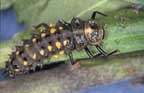 Sevenspotted lady beetle larva