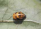 Pupa of a lady beetle
