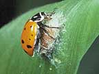 Lady beetle with cocoon of the parasitic wasp Perilitus