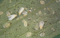 Greenhouse whitefly adult and nymphs.