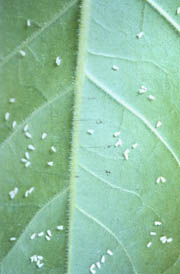 Greenhouse whitefly adults.