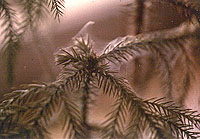 Spider mite webbing on Norfolk Island pine