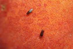 Adults of a “vinegar fly” or “small fruit fly” on an overripe peach.