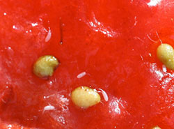 Eggs of spotted-wing drosophila laid on a strawberry fruit.