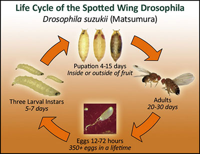 Life cycle of the spotted-wing drosophila.
