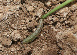Army cutworm with damaged seedling