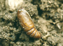 Army cutworm pupa