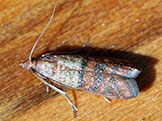 Adult and larvae Indian meal moth
