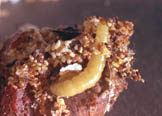 Indian meal moth larva
