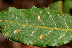 Brown soft scale, in mixed stages, on the underside of a leaf.