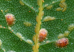 Soft Scale Insects 