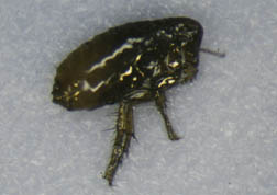 human flea, Pulex irritans