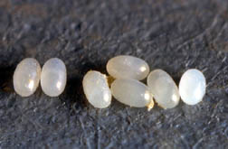 Cat flea (Ctenocephalides felis) eggs