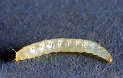 Cat flea (Ctenocephalides felis) larva