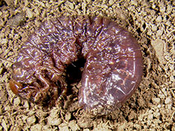 A white grub killed by the nematode Heterorhabitis bacteriophora. Grubs that are infected by this nematode turn a reddish-brown color.