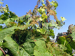 Japanese beetle damage to leaves of grape.