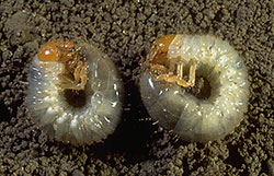 White grubs (larvae) of the Japanese beetle. Photograph courtesy of David Shetlar, the Ohio State University.