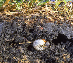 White grubs feed on the roots of grasses.